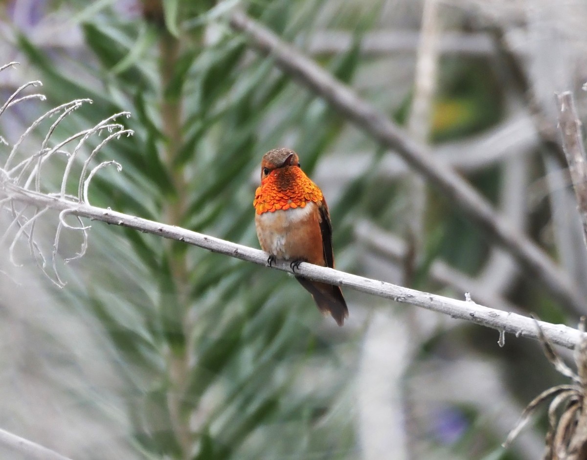 Rufous Hummingbird - ML617635575