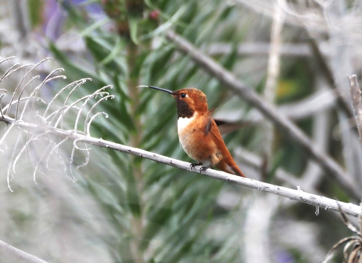 Rufous Hummingbird - ML617635576