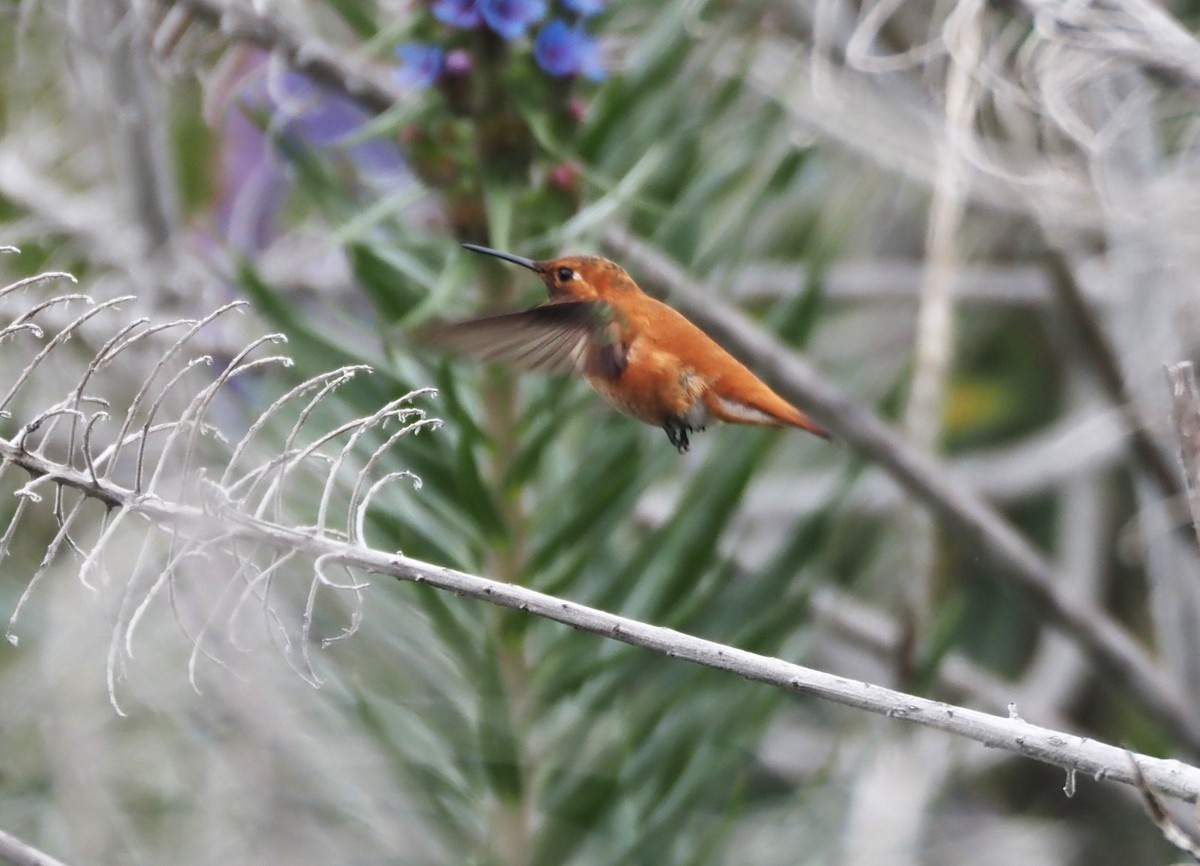 Rufous Hummingbird - ML617635577