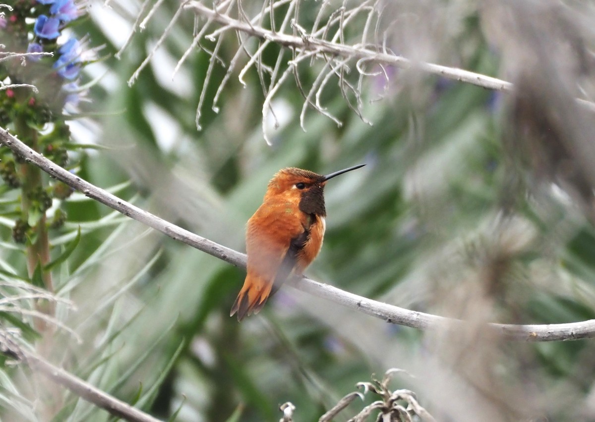 Rufous Hummingbird - ML617635580