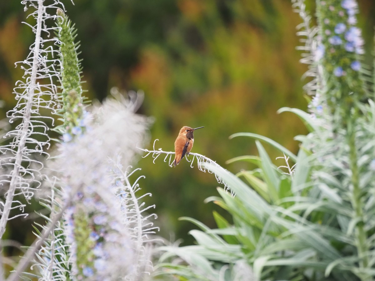 Rufous Hummingbird - ML617635581