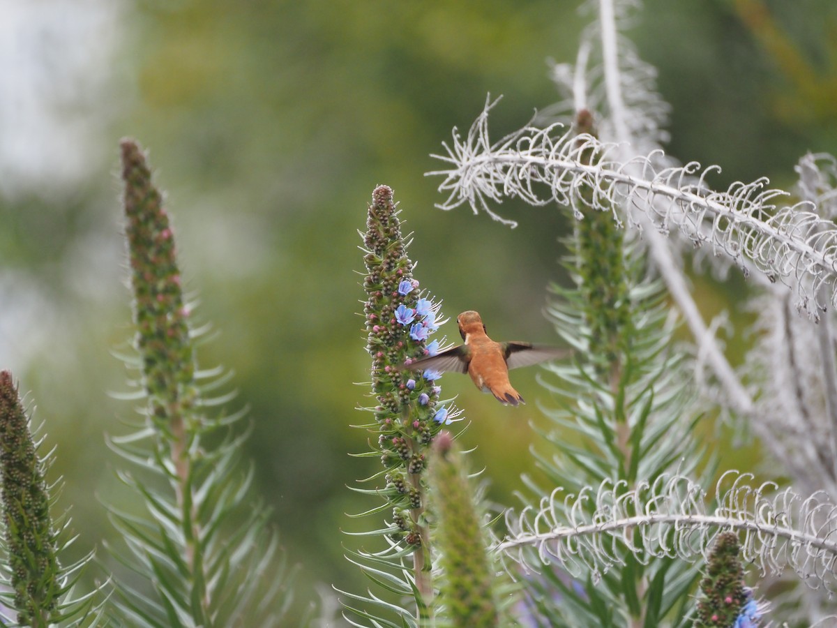 Rufous Hummingbird - ML617635583