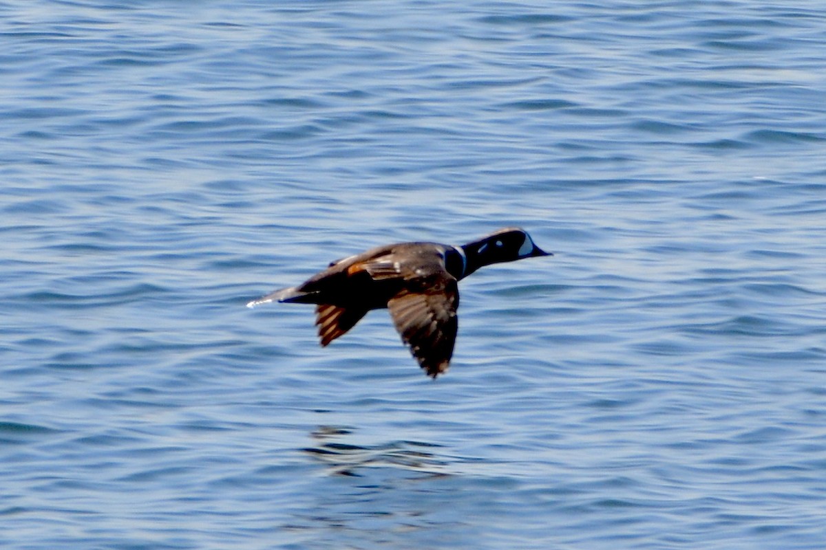 Harlequin Duck - ML617635627