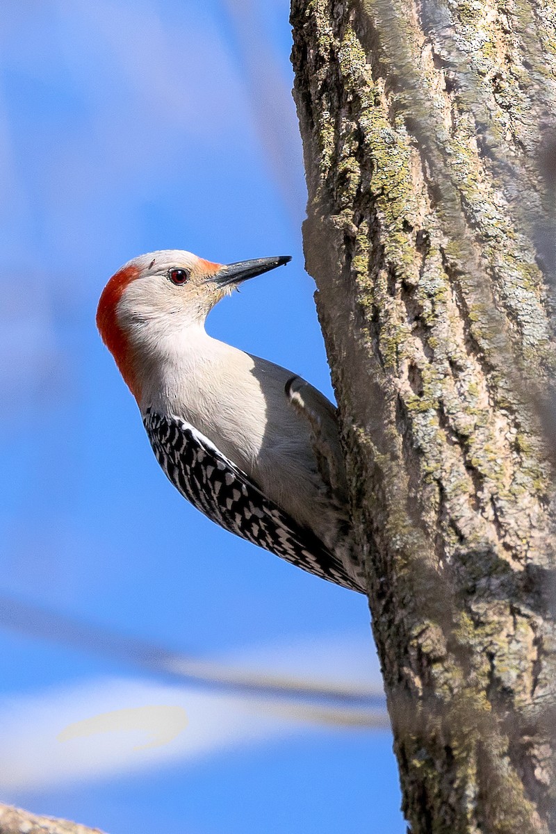 Red-bellied Woodpecker - ML617635688