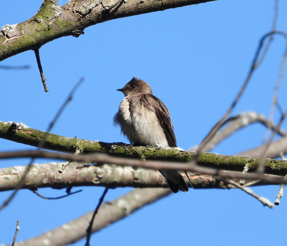 Northern Rough-winged Swallow - ML617635699