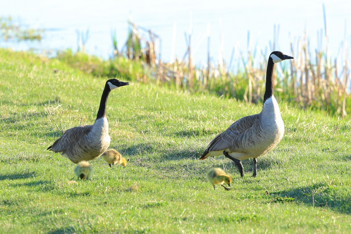 Канад галуу - ML617635775