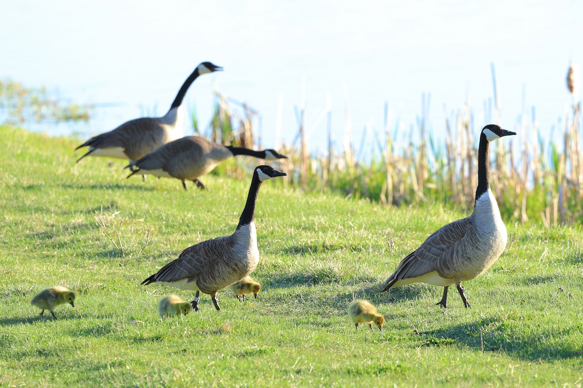Канад галуу - ML617635776