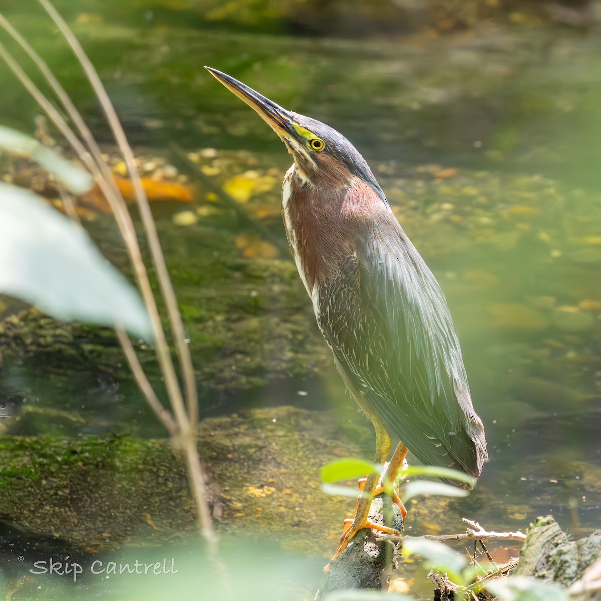 Green Heron - ML617635810