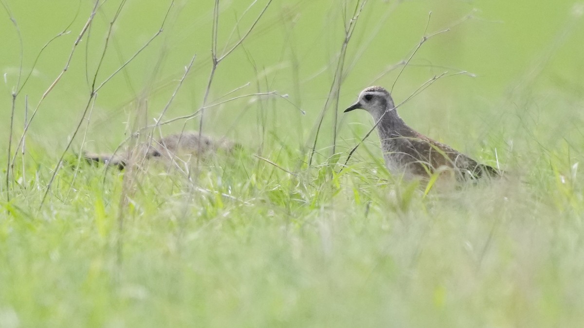 American Golden-Plover - ML617635822