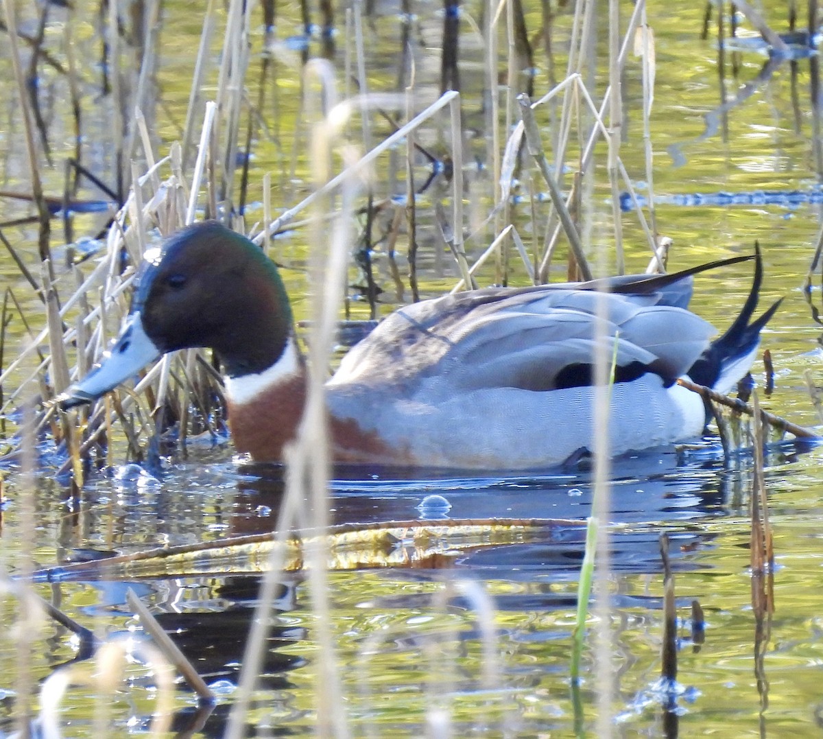 Mallard x Northern Pintail (hybrid) - Richard Wakelam