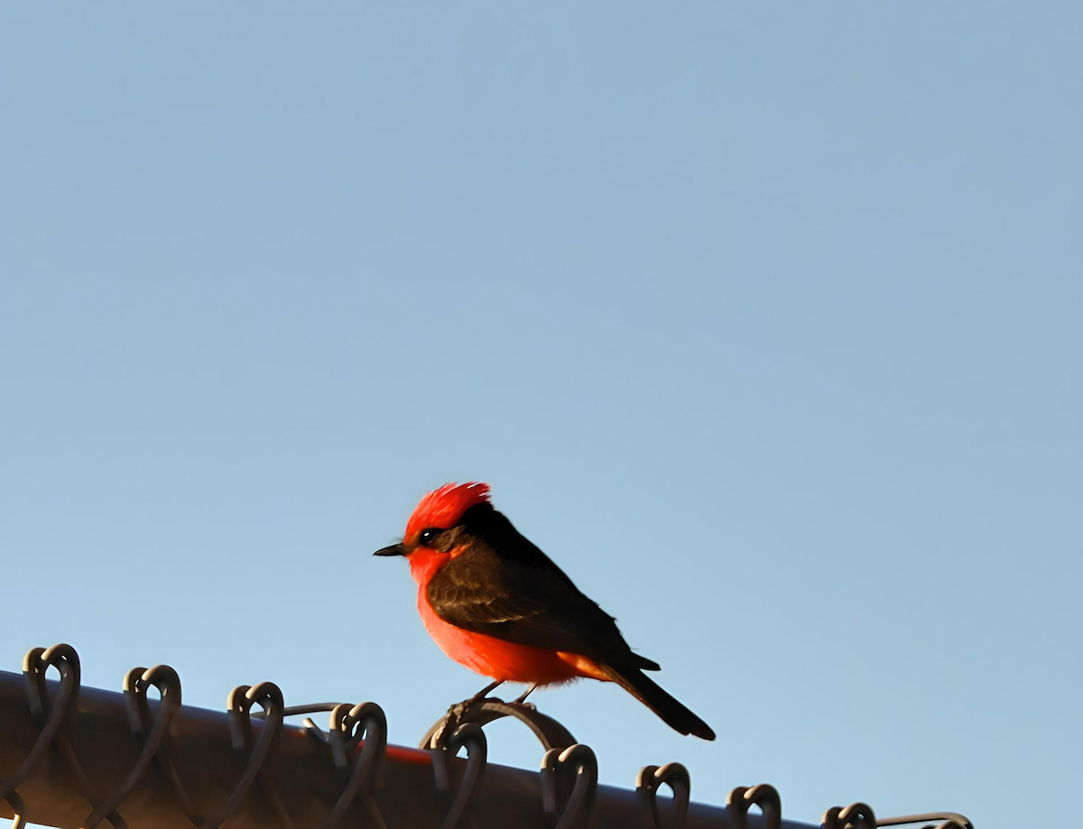 Vermilion Flycatcher - ML617635868