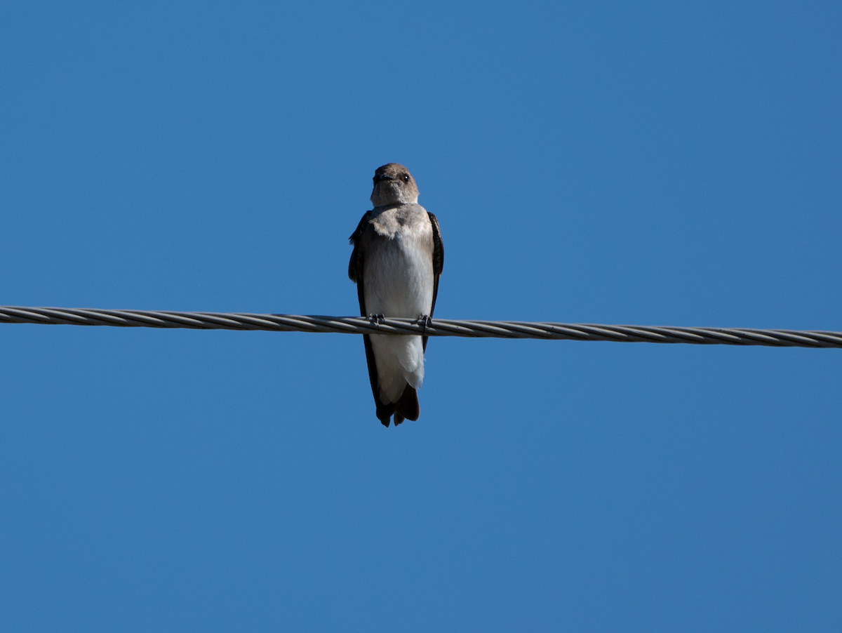 Northern Rough-winged Swallow - ML617635869