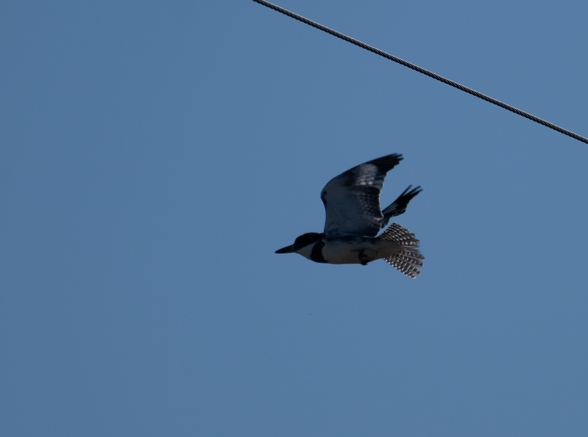 Belted Kingfisher - ML617635890