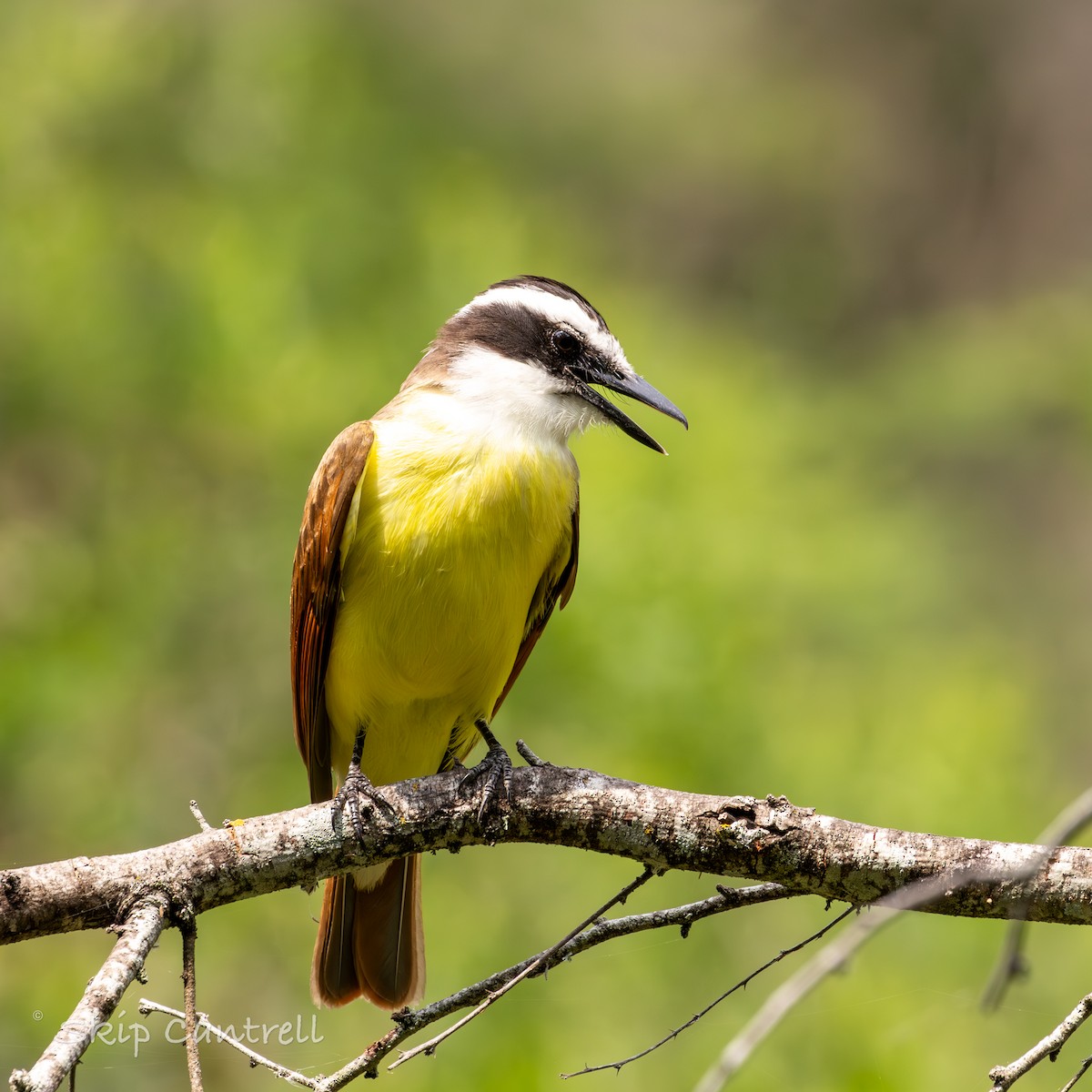 Great Kiskadee - ML617635901