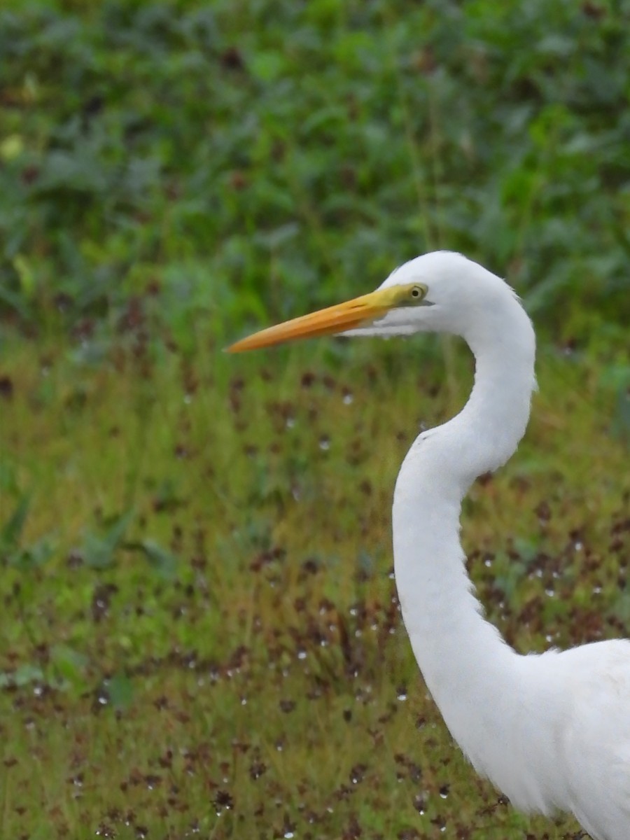 Great Egret - ML617635914