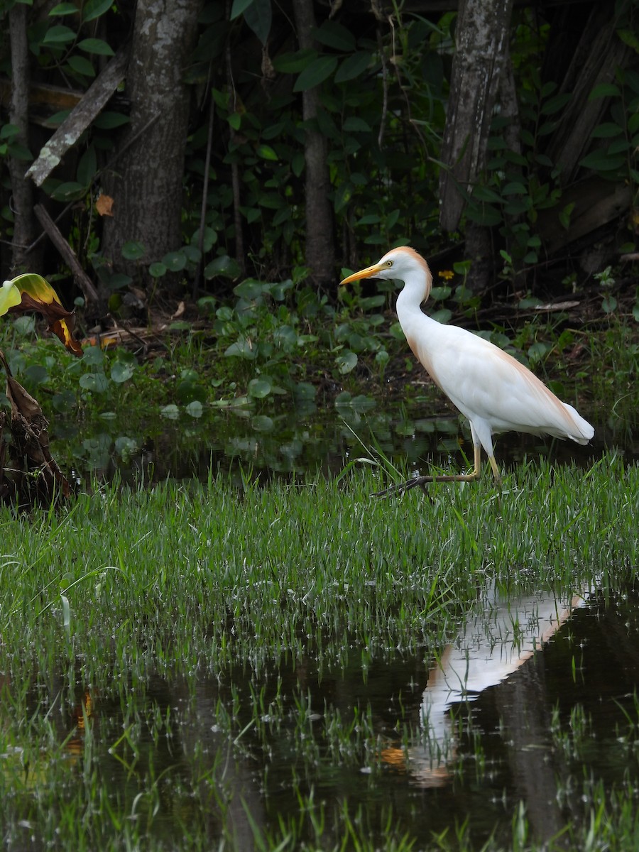 Great Egret - ML617635915