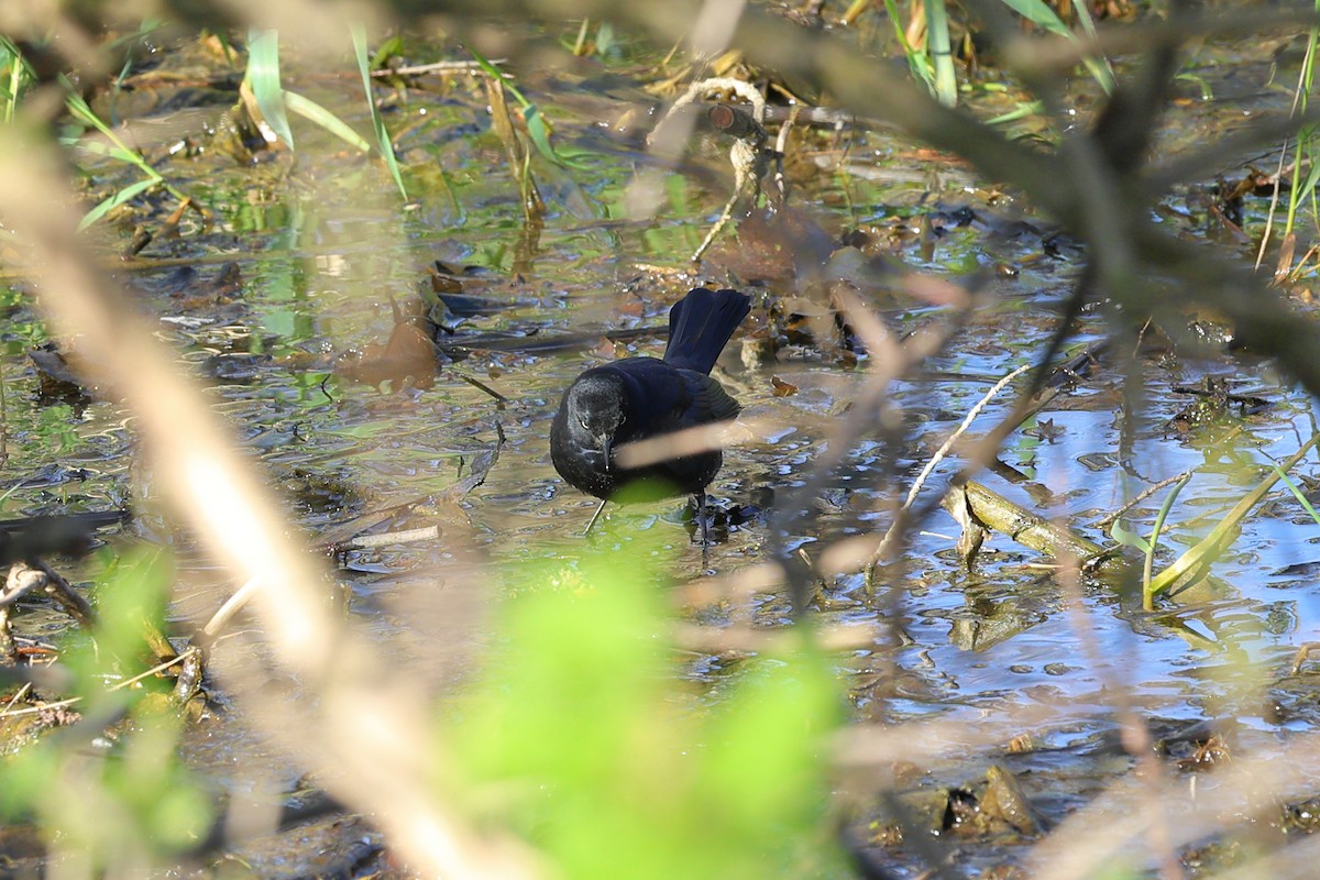 Rusty Blackbird - ML617635945
