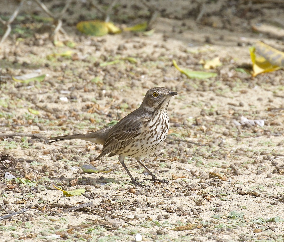 Sage Thrasher - ML617635972