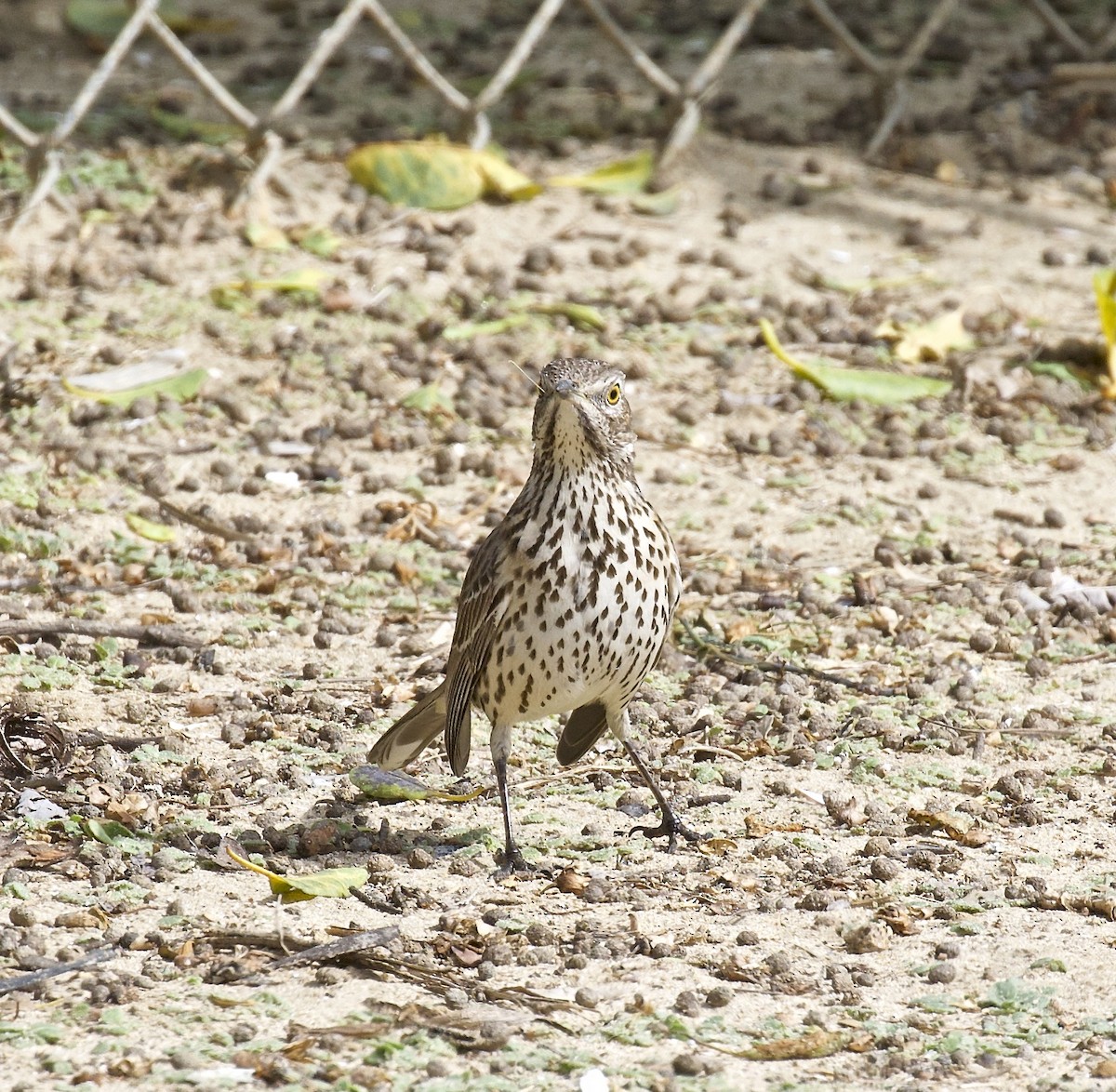 Sage Thrasher - Ron Wilson