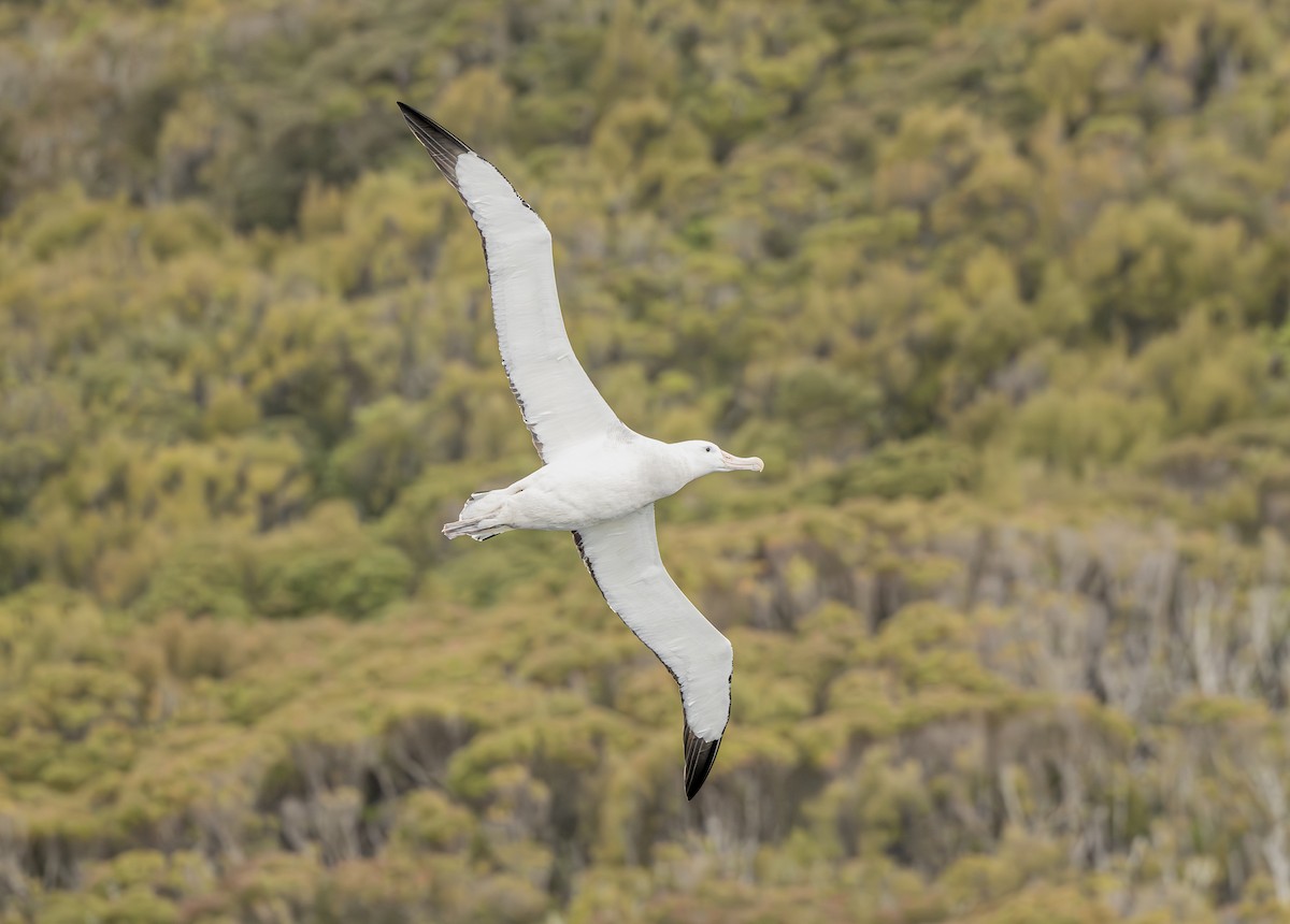 Antipodean Albatross - Benjamin Koenig