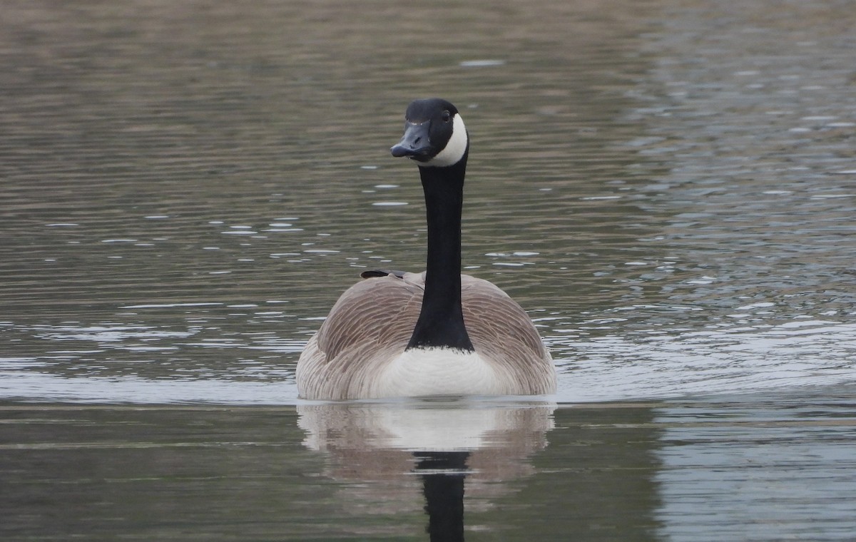 Canada Goose - ML617636000