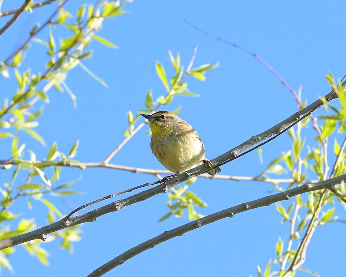 Palm Warbler - ML617636022