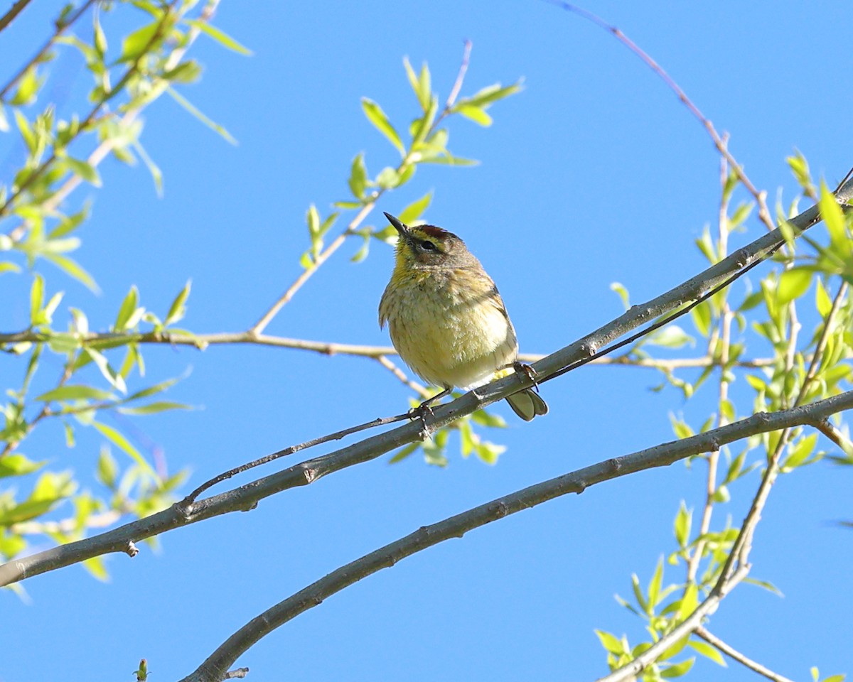 Palm Warbler - ML617636023