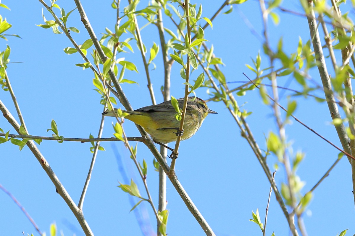 Palm Warbler - ML617636024