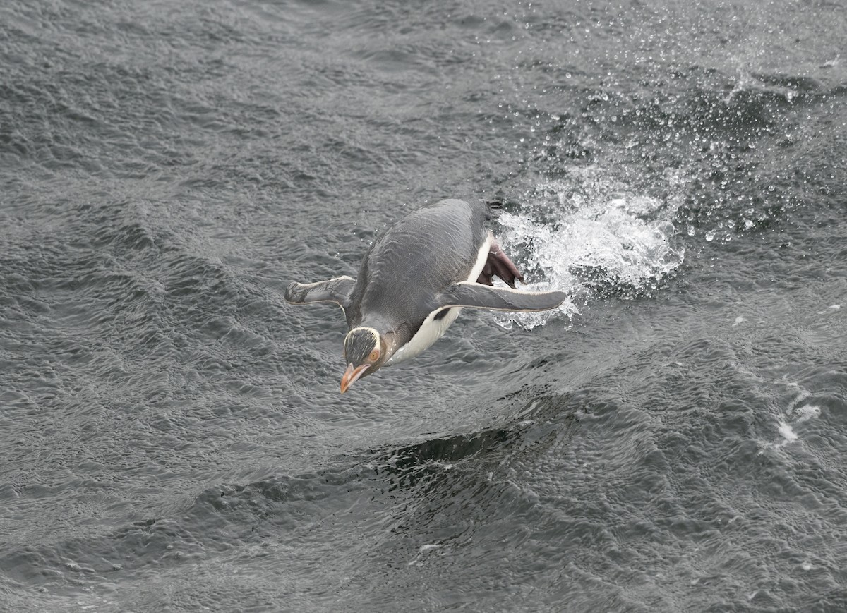 Yellow-eyed Penguin - ML617636069