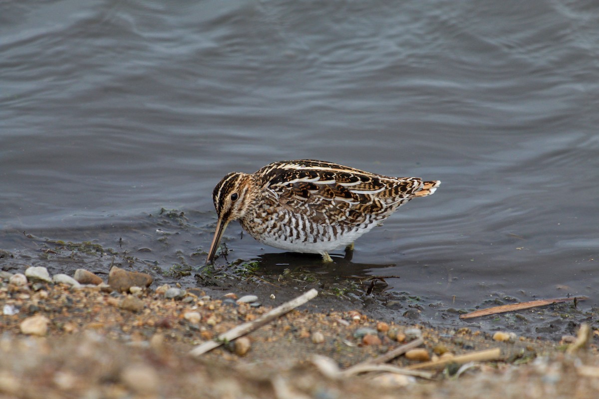 Wilson's Snipe - Noah Chambers