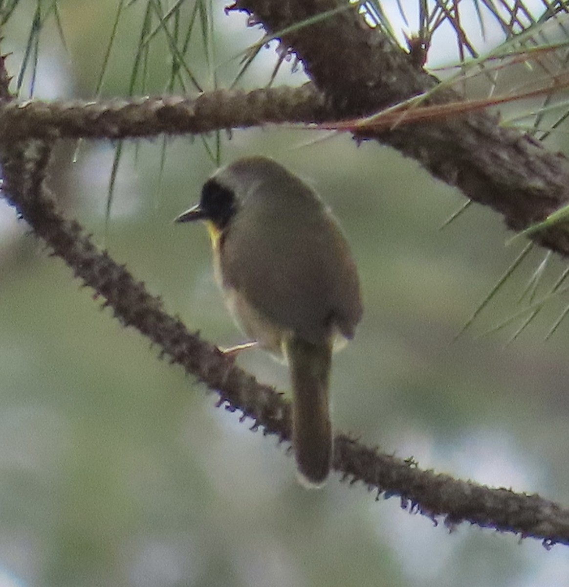 Common Yellowthroat - ML617636166