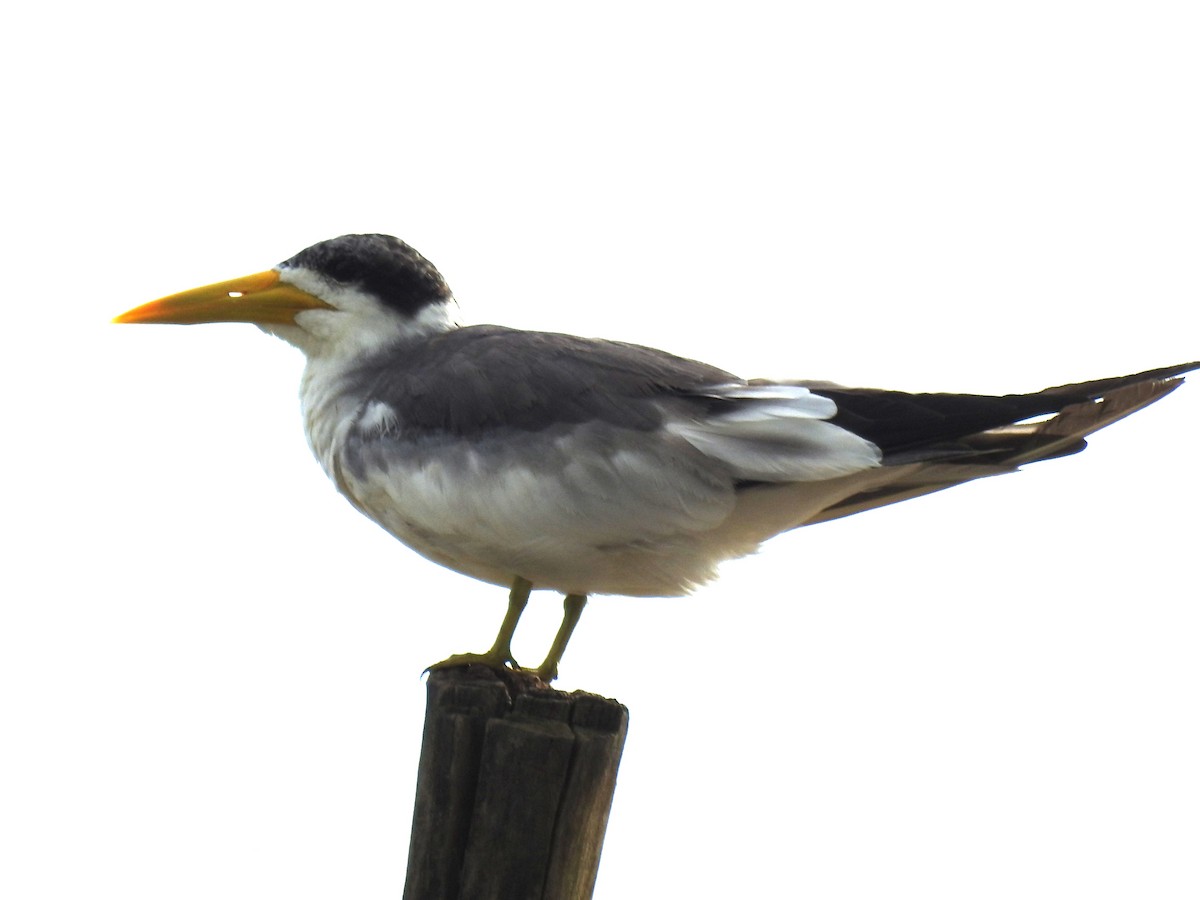 Large-billed Tern - ML617636187