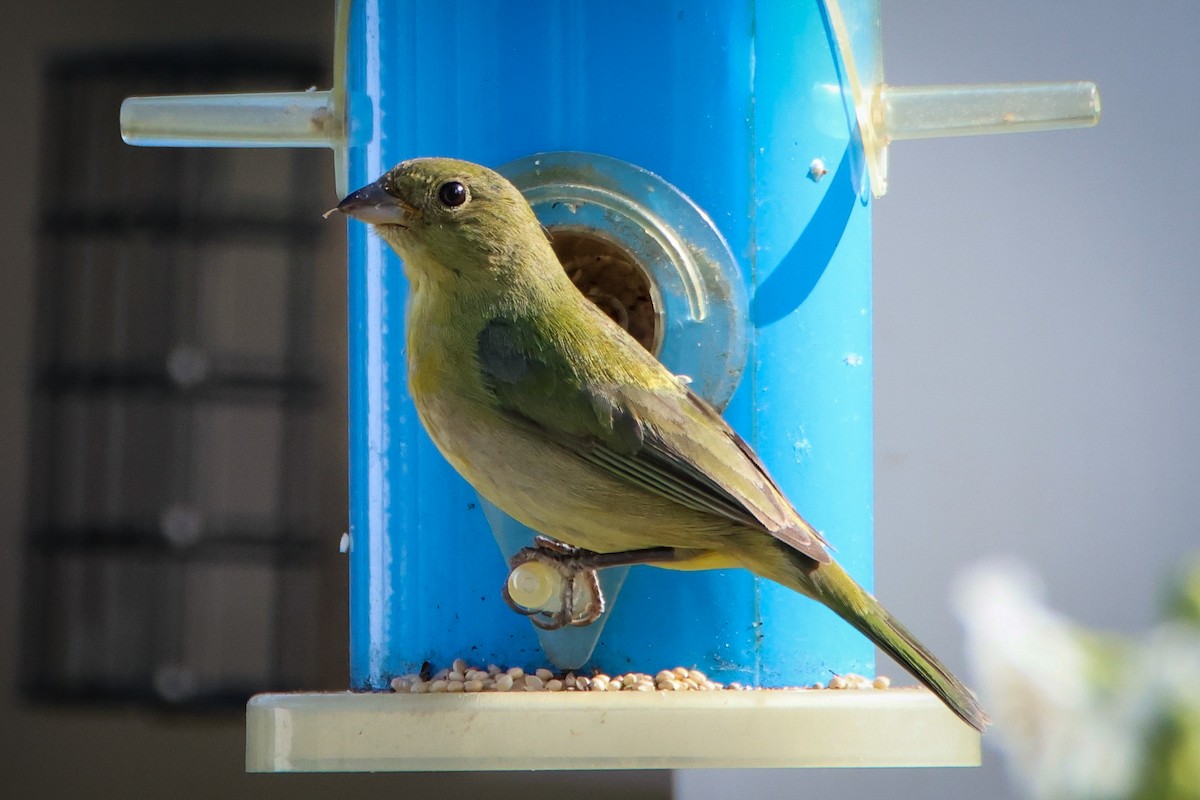 Painted Bunting - ML617636243