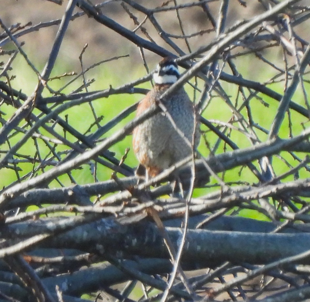 Northern Bobwhite - Paul McKenzie