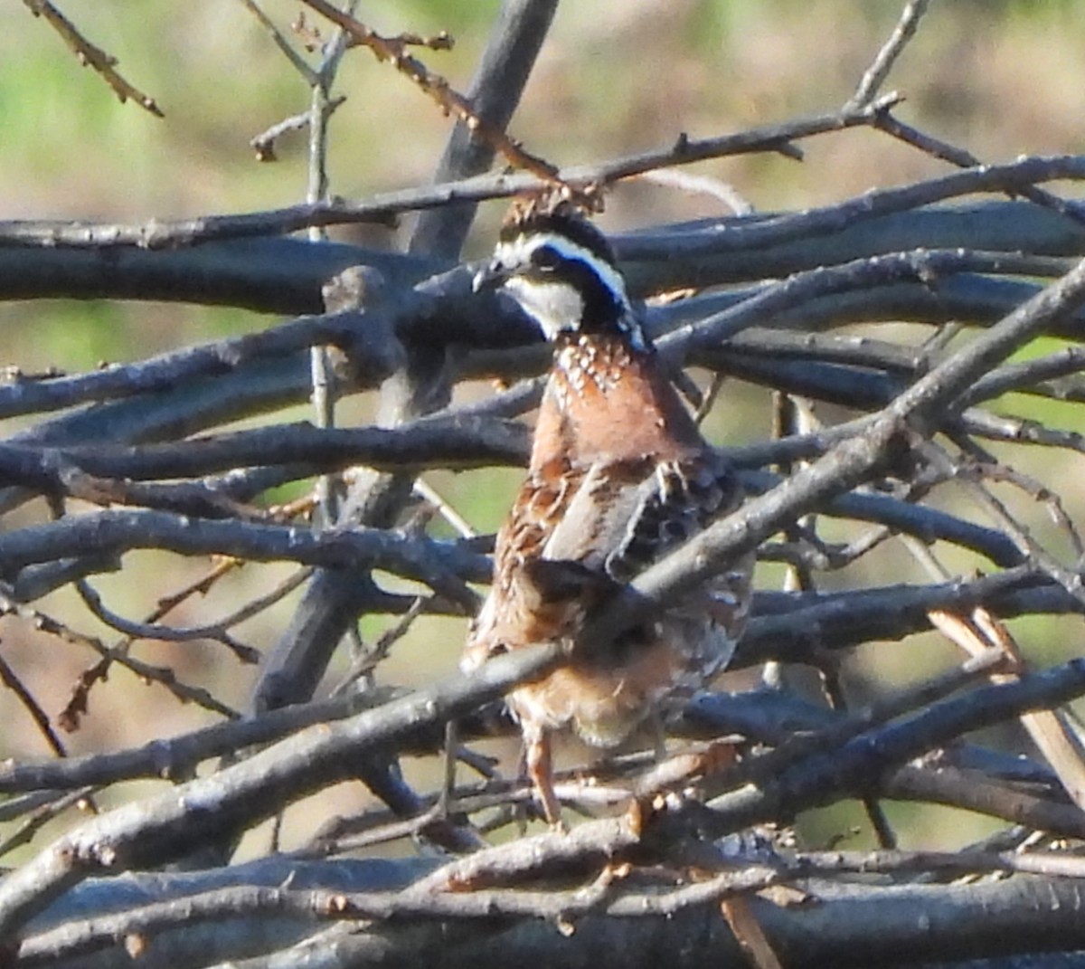 Northern Bobwhite - Paul McKenzie