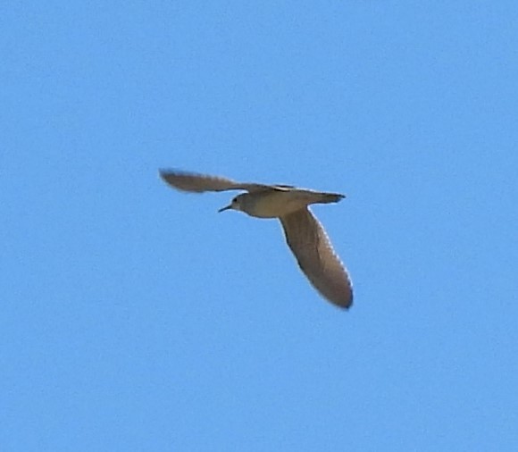 Upland Sandpiper - Paul McKenzie