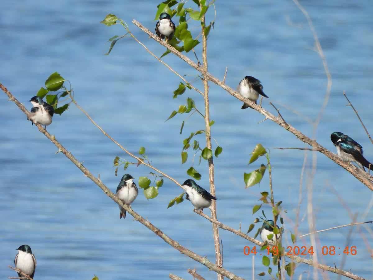 Tree Swallow - ML617636289