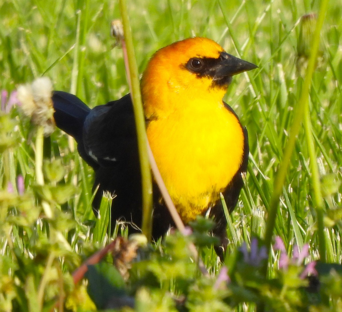 Yellow-headed Blackbird - Paul McKenzie