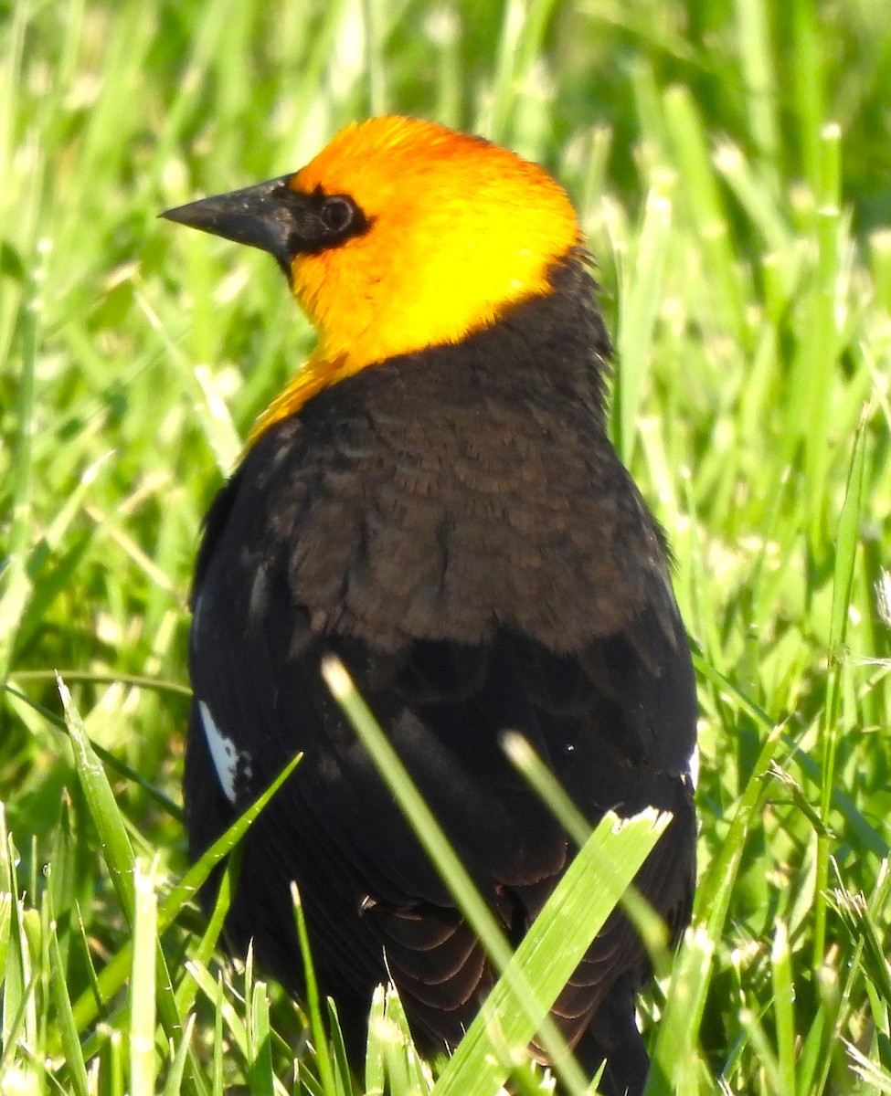 Yellow-headed Blackbird - Paul McKenzie