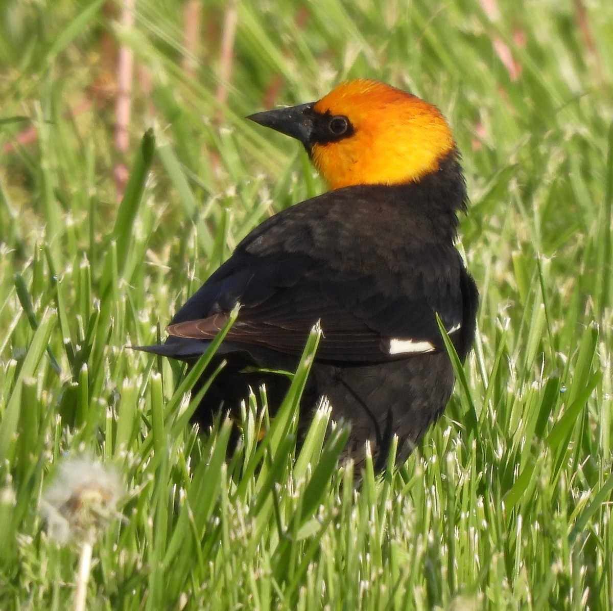 Yellow-headed Blackbird - Paul McKenzie