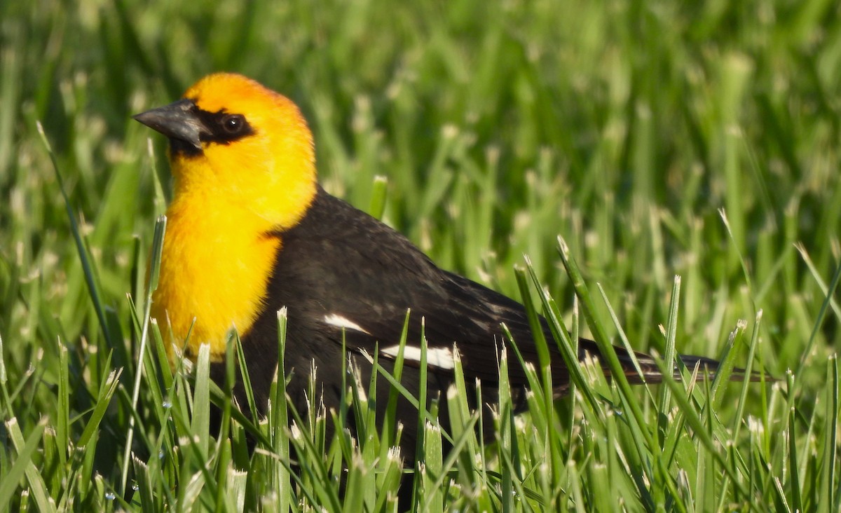Yellow-headed Blackbird - Paul McKenzie