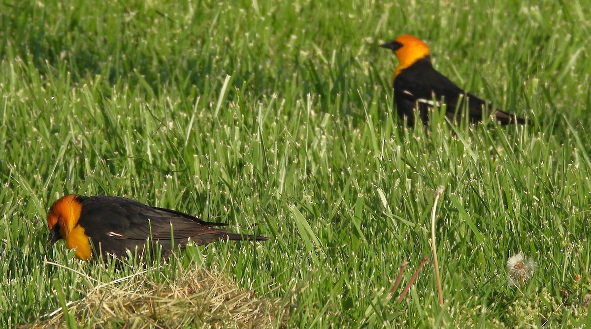 Yellow-headed Blackbird - ML617636313