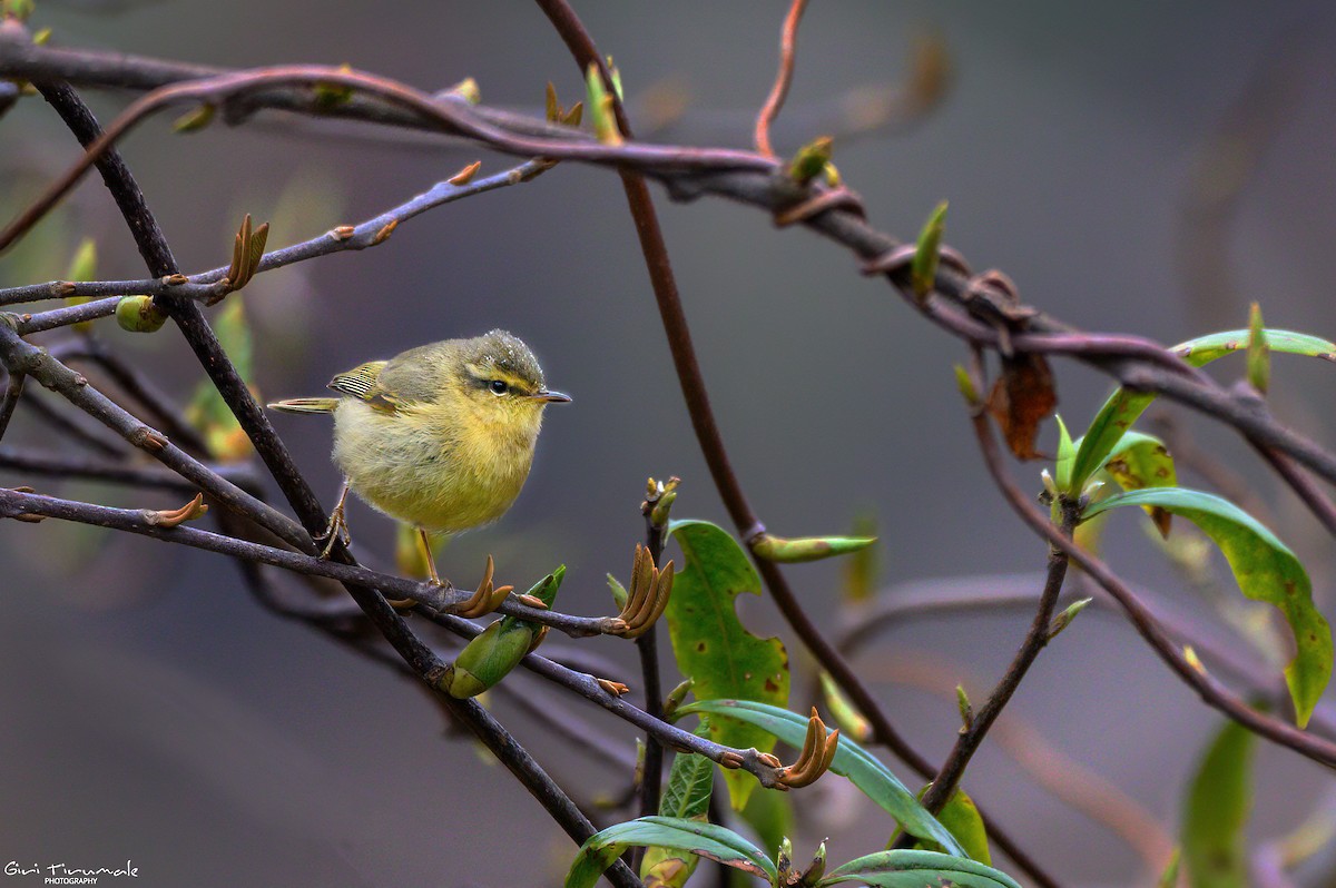 Buff-throated Warbler - ML617636419