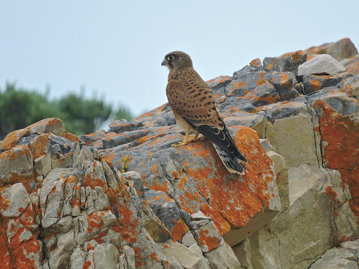 Rock Kestrel - ML617636443