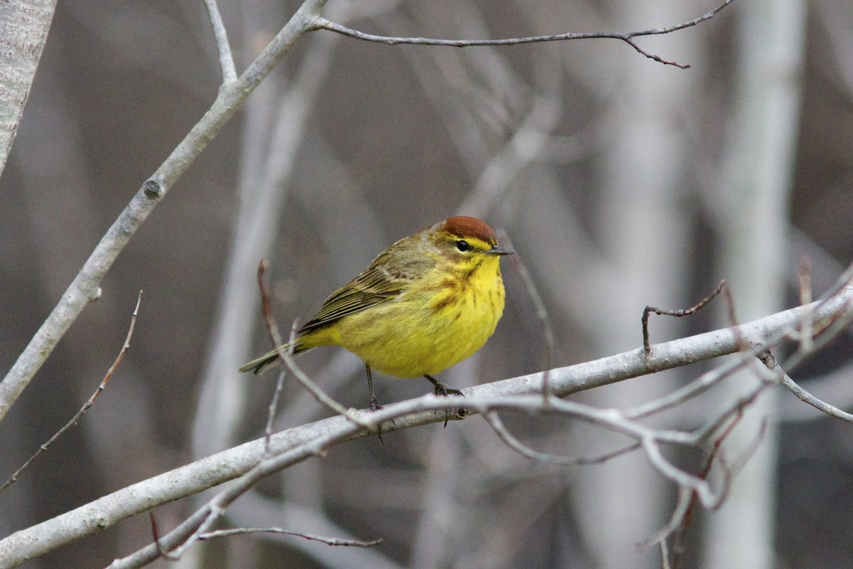 Palm Warbler (Yellow) - Alex Lin-Moore