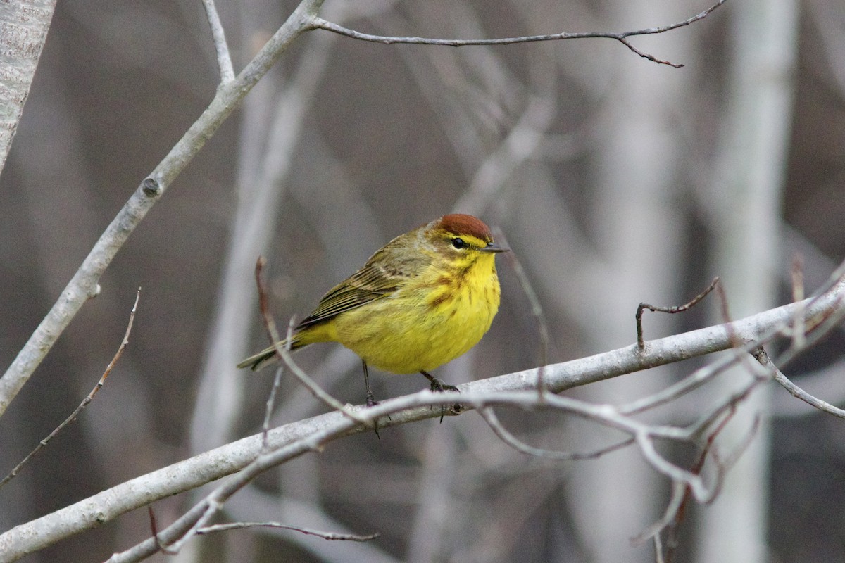 Palm Warbler (Yellow) - ML617636472