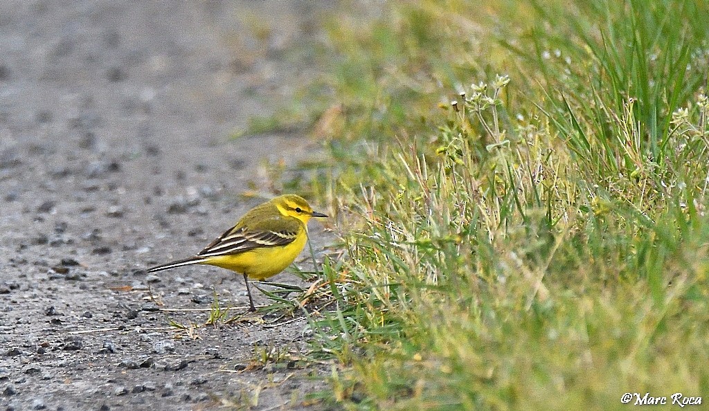 Western Yellow Wagtail (flavissima) - Marc Roca