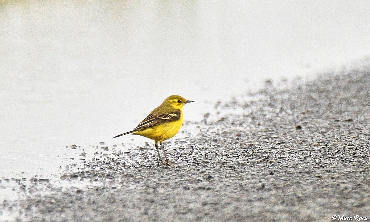 Western Yellow Wagtail (flavissima) - ML617636481