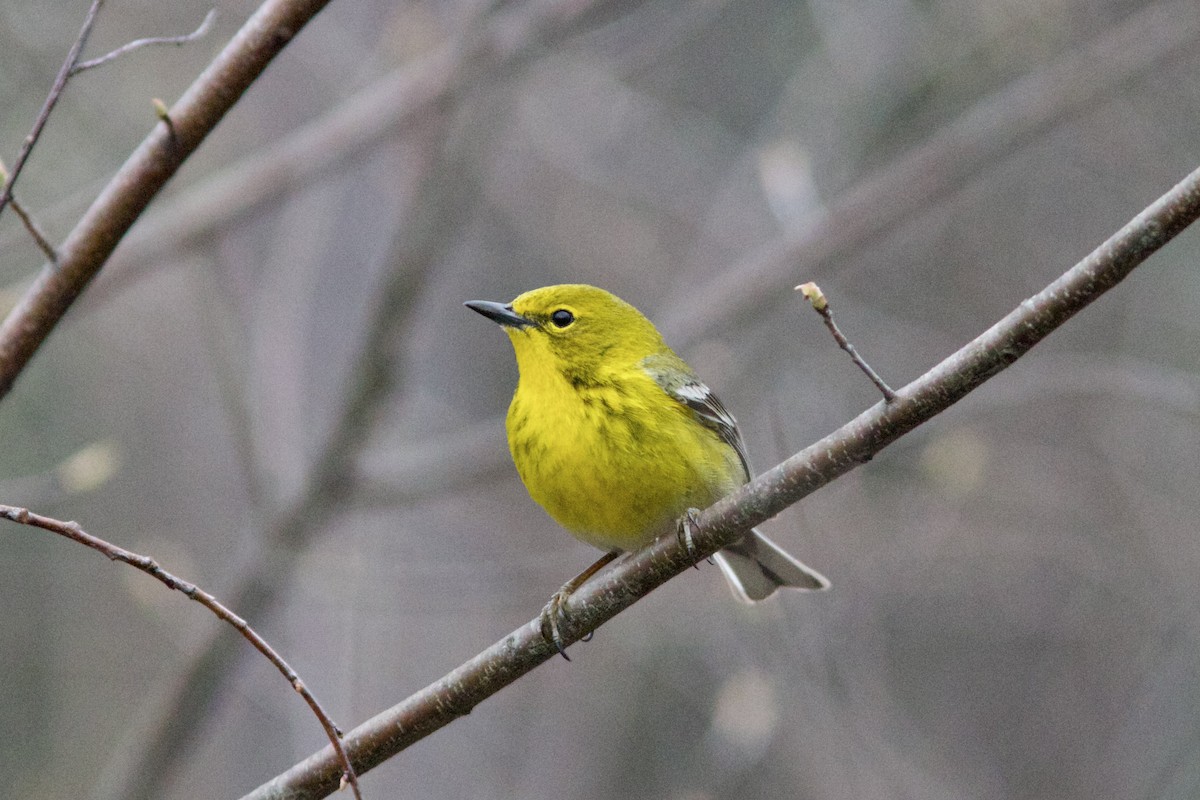 Pine Warbler - ML617636486