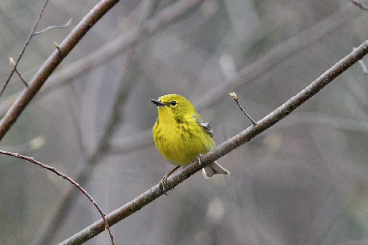 Pine Warbler - ML617636487